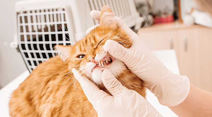 A cat gets its teeth examined by a vet.