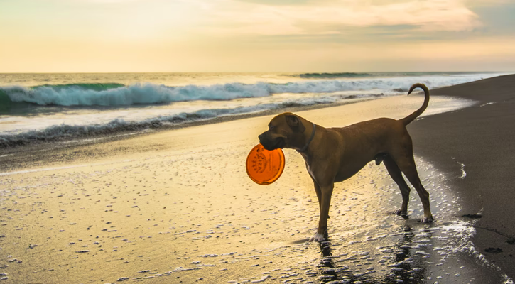 A dog holds a frisbee in its mouth while standing on the shore at the beach