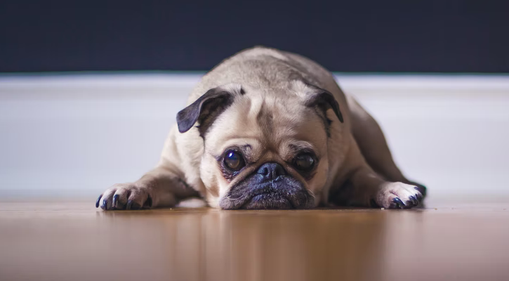 A pug lays on the floor with a sad expression