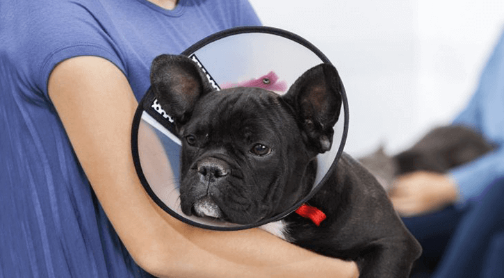 A dog wears a cone around its neck while recovering from a spay/neuter surgery