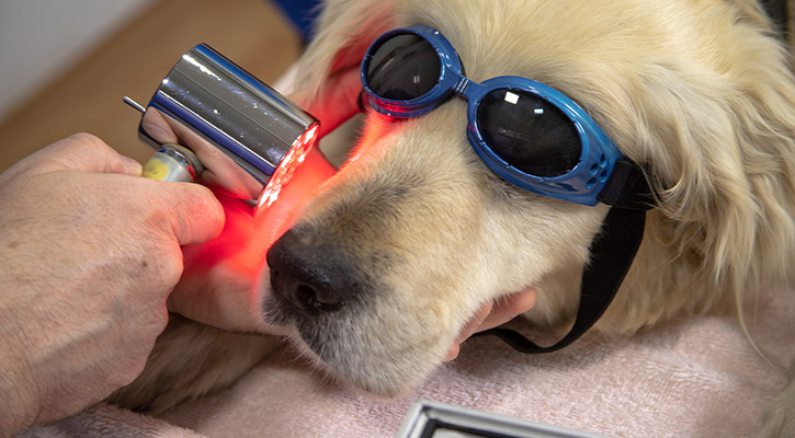 A dog wears blue goggles while receiving laser therapy