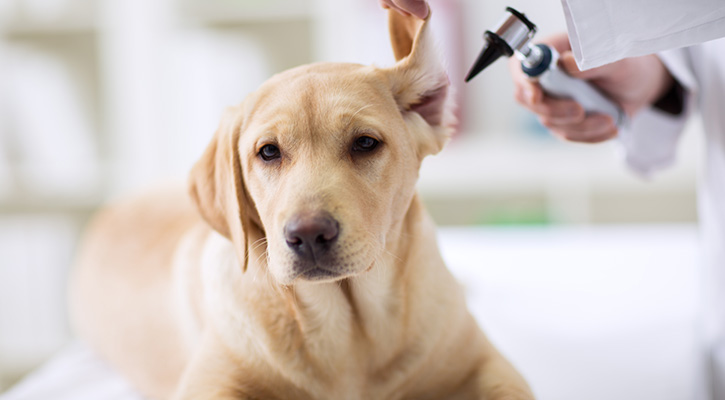 A dog gets its ears checked at an annual wellness exam