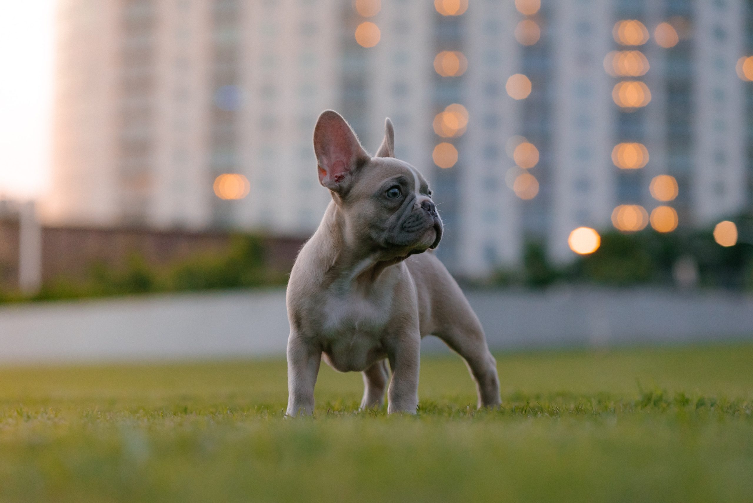 A small dog stands in a grassy area with a city scape behind it.