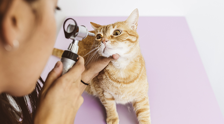 A cat gets its eyes checked at a wellness exam