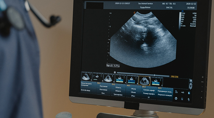 A screen showing a pet's ultrasound