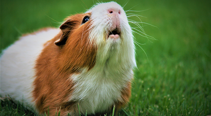 A Guinea Pig looks upwards while relaxing in green grass
